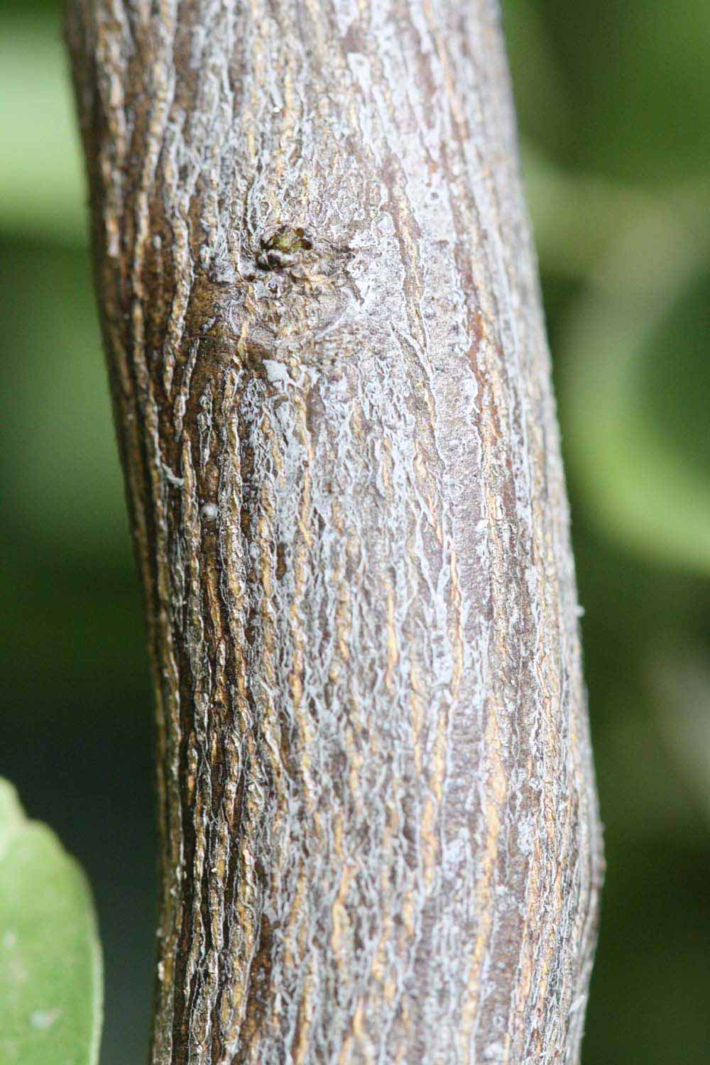                Second - third year twig (Iyomikan, Riverside,   CA)       